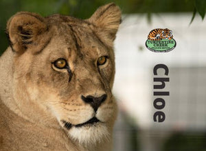 Chloe Lion Photo Magnet