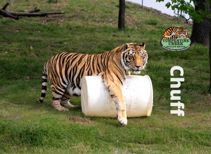 Chuff Logo Chuff Tiger Photo Magnet – Turpentine Creek Wildlife Refuge