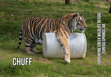 Load image into Gallery viewer, Chuff Tiger Photo Magnet
