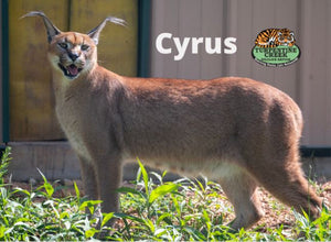 Cyrus Caracal Photo Magnet