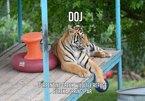 DOJ Tiger Photo Magnet