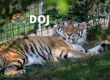 Load image into Gallery viewer, DOJ Tiger Photo Magnet
