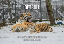 Load image into Gallery viewer, Detroit Tiger Photo Magnet

