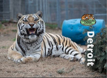 Load image into Gallery viewer, Detroit Tiger Photo Magnet
