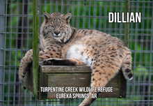 Load image into Gallery viewer, Dillian Bobcat Photo Magnet
