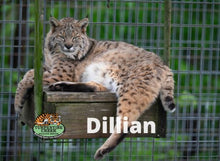 Load image into Gallery viewer, Dillian Bobcat Photo Magnet
