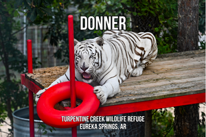 Donner Tiger Photo Magnet