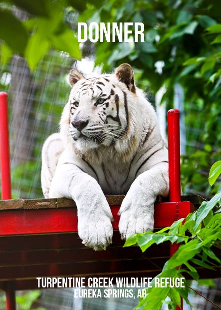 Donner Tiger Photo Magnet