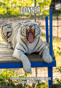 Donner Tiger Photo Magnet