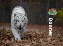 Load image into Gallery viewer, Donner Tiger Photo Magnet
