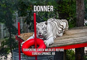 Donner Tiger Photo Magnet