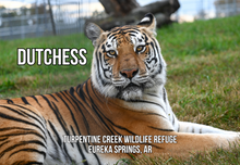 Load image into Gallery viewer, Dutchess Tiger Photo Magnet
