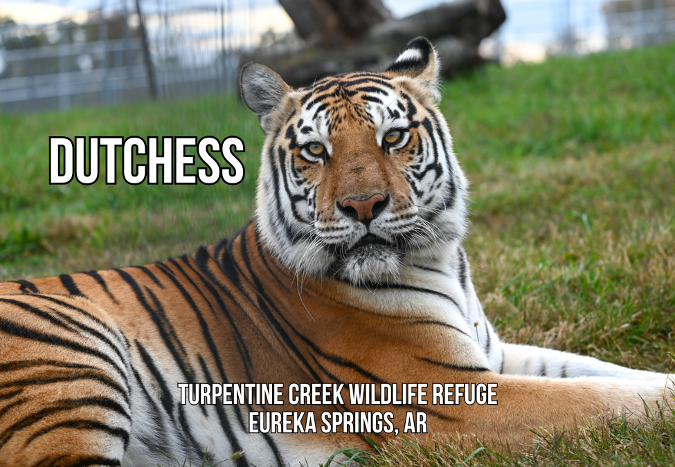 Dutchess Tiger Photo Magnet