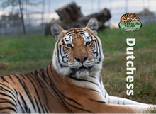 Load image into Gallery viewer, Dutchess Tiger Photo Magnet
