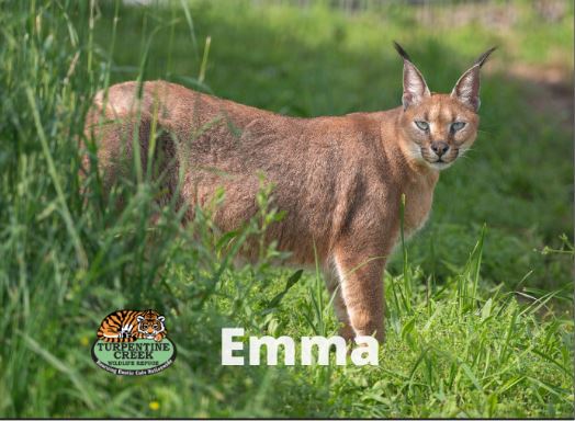 Emma Caracal Photo Magnet