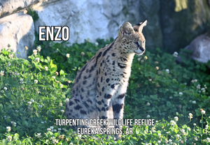 Enzo Serval Photo Magnet