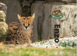 Enzo Serval Photo Magnet