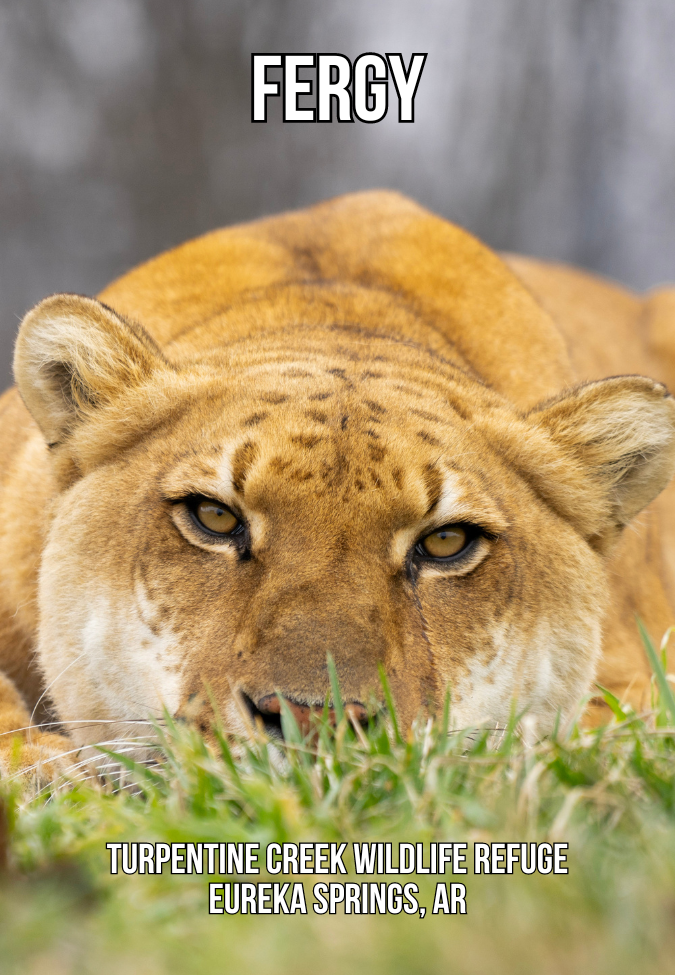 Fergy Liger Photo Magnet