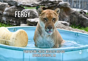 Fergy Liger Photo Magnet