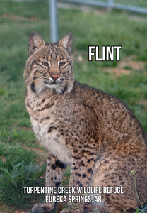 Flint Bobcat Photo Magnet