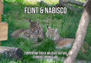 Flint Bobcat Photo Magnet