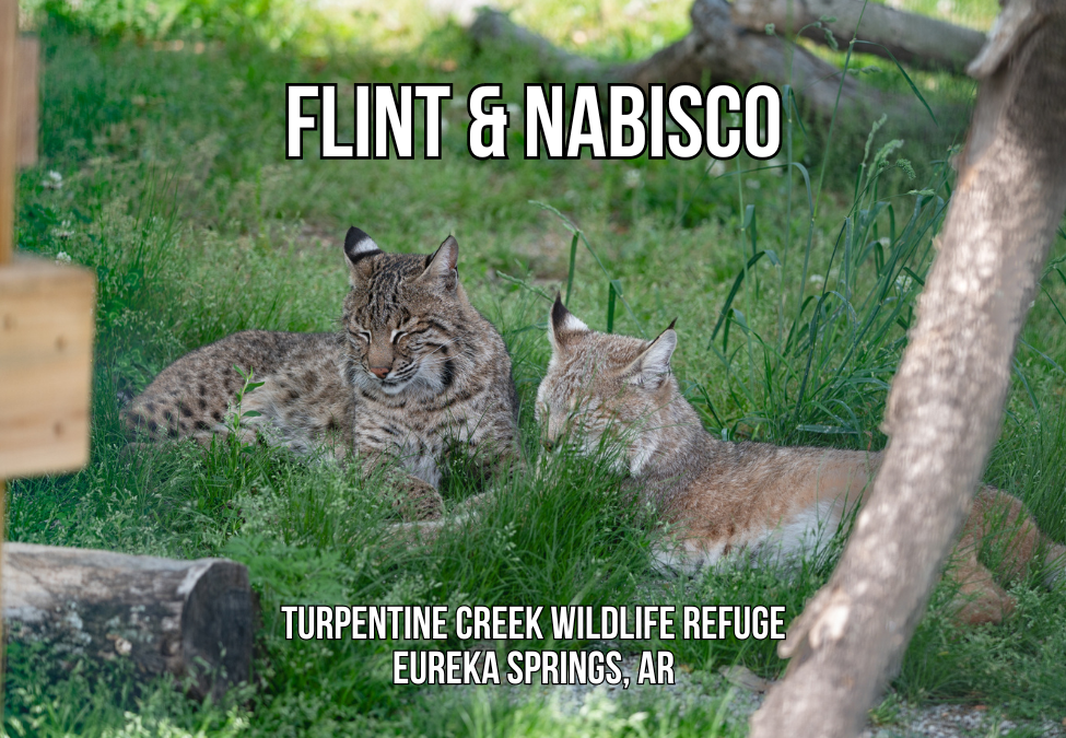 Flint Bobcat Photo Magnet