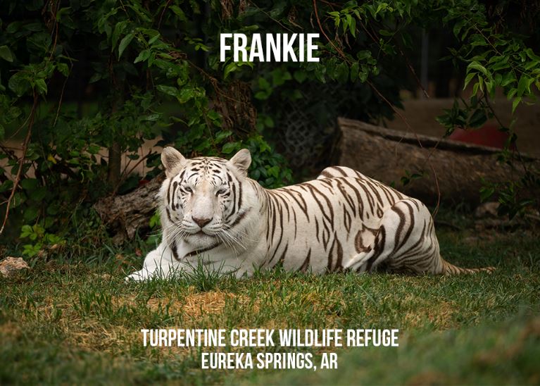 In Memory of Frankie Tiger Photo Magnet