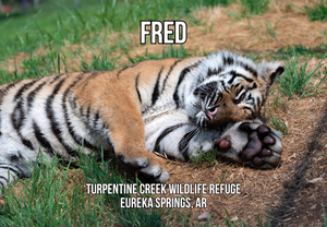 Fred Tiger Photo Magnet