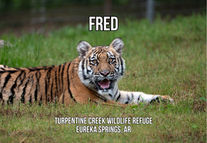 Fred Tiger Photo Magnet