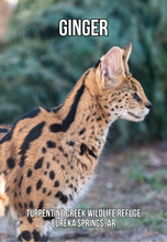 Load image into Gallery viewer, Ginger Serval Photo Magnet
