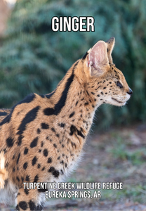 Ginger Serval Photo Magnet