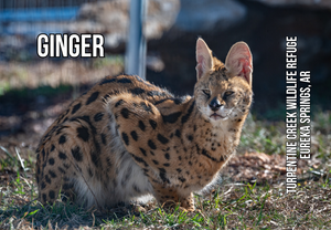 Ginger Serval Photo Magnet