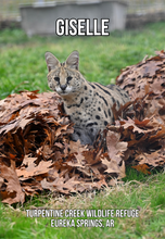 Load image into Gallery viewer, Giselle Serval Photo Magnet
