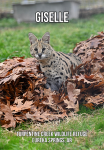 Giselle Serval Photo Magnet