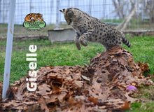 Load image into Gallery viewer, Giselle Serval Photo Magnet
