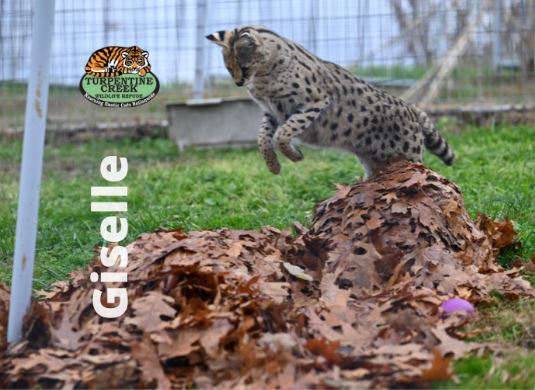 Giselle Serval Photo Magnet