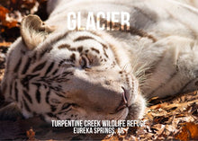 Load image into Gallery viewer, Glacier Tiger Photo Magnet
