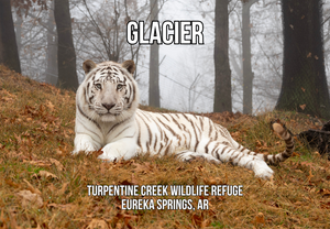 Glacier Tiger Photo Magnet