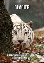 Load image into Gallery viewer, Glacier Tiger Photo Magnet
