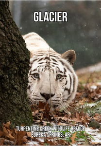 Glacier Tiger Photo Magnet