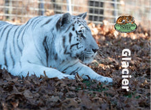 Load image into Gallery viewer, Glacier Tiger Photo Magnet
