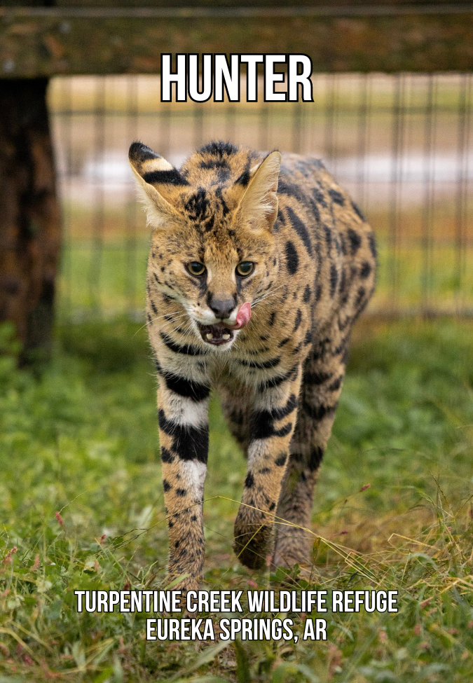 Hunter Serval Photo Magnet