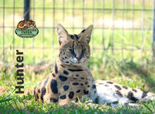 Load image into Gallery viewer, Hunter Serval Photo Magnet
