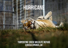 Load image into Gallery viewer, In Memory of Hurricane Tiger Photo Magnet
