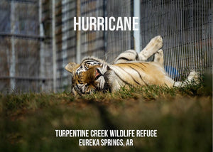 In Memory of Hurricane Tiger Photo Magnet