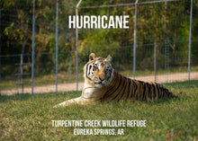 Load image into Gallery viewer, In Memory of Hurricane Tiger Photo Magnet
