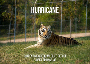 In Memory of Hurricane Tiger Photo Magnet