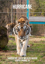 Load image into Gallery viewer, In Memory of Hurricane Tiger Photo Magnet
