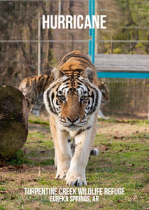 In Memory of Hurricane Tiger Photo Magnet