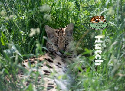 Hutch Serval Photo Magnet